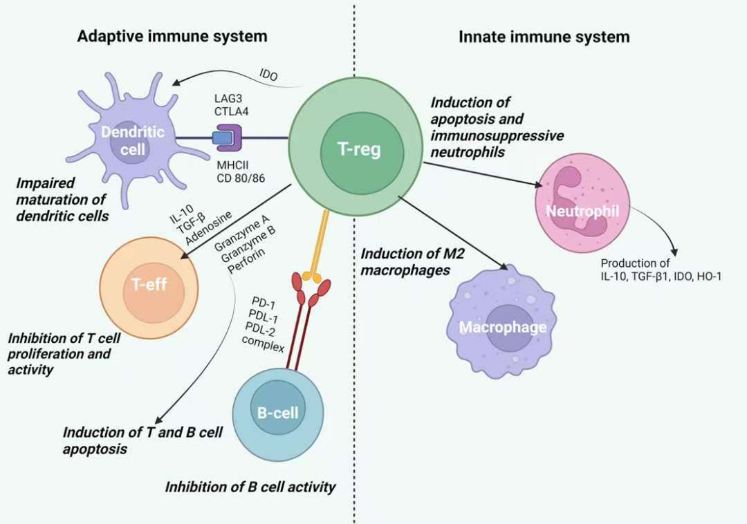 图1：Tregs对先天免疫系统和适应性免疫系统细胞的影响<sup>[4]</sup>