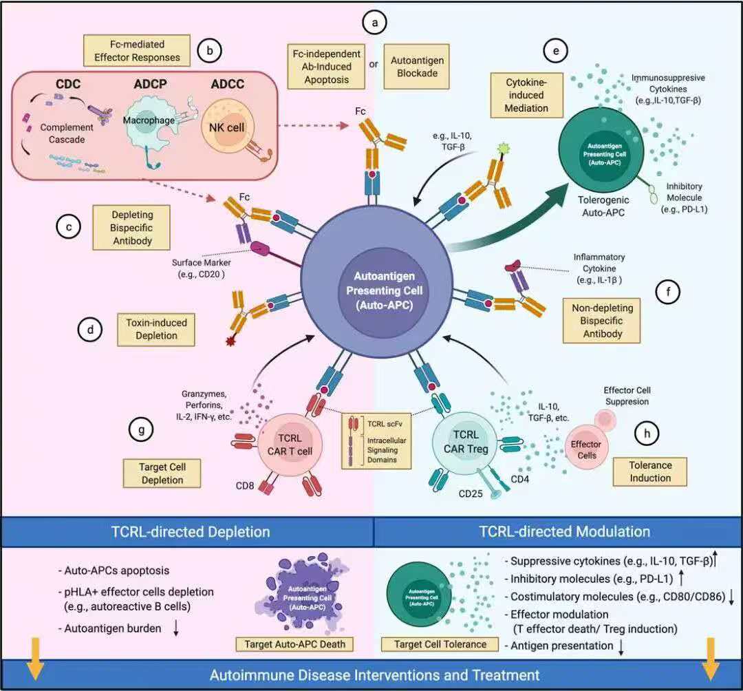 图2：TCRL单克隆抗体在自身免疫性疾病中的治疗潜力<sup>[9]</sup>