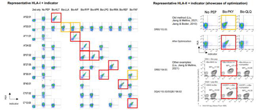 图3: ·HLA-I(如 A02:01、A03:01)与多种指示剂肽(如 Bio-KLT、Bio-LLA)的结合实验显示,仅在存在特异性肽时检测到显著荧光信号(无肽对照组信号极低);