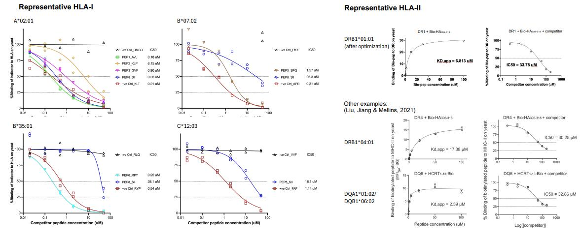 图5: 可定量测定 HLA - 肽结合参数,包括表观 kobs、Kd、IC50,如 A02:01 与特定肽的 Kd.app 为 6.813 μM,DRB101:01 与 Bio-HA306-318 的 IC50 为 33.78 μM。