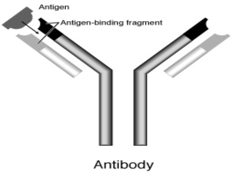 双特异性抗体开发